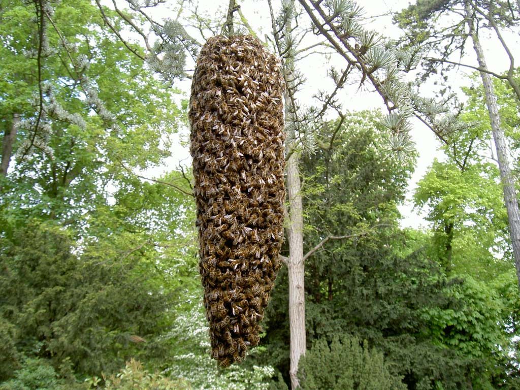 603-30 000 abeilles environ